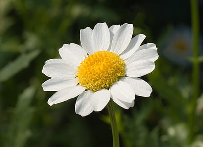 white common daisy thumbnail