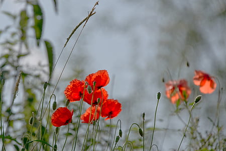 red flowers thumbnail