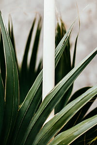 green leaf plants thumbnail