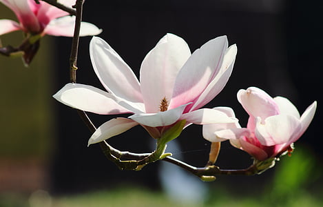 selective focus photo of white-and-pink petaled flowers thumbnail