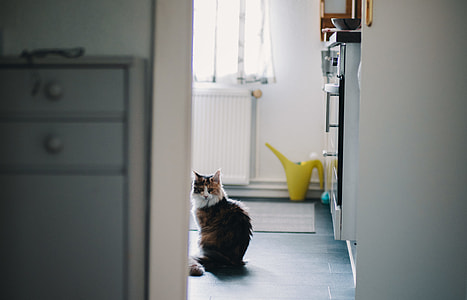 brown and white fur cat near refrigerator thumbnail