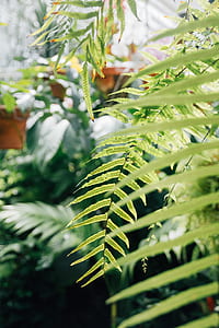 green fern close-up photography thumbnail