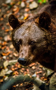 brown bear facing sideways thumbnail
