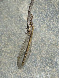 Winged Insect, Strange Insect thumbnail
