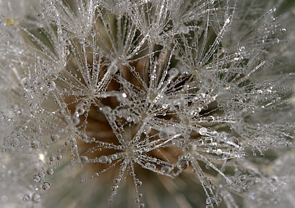 Dandelion, Drops, Dew, Plant, Wet, backgrounds Dandelion, Drops, Dew, Plant, Wet, backgrounds thumbnail