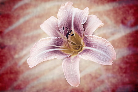 close-up photography of purple lily flower thumbnail
