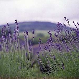 selective focus photography of purple flower field thumbnail