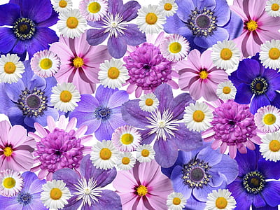 pink and blue daisy flowers with purple anemone flowers thumbnail