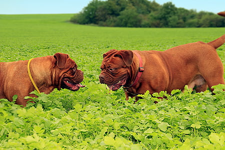 photo of two adult French mastiffs on green plant field thumbnail