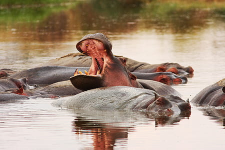 herd of hippopotamus in body of water thumbnail