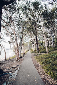 concrete pathway between trees thumbnail