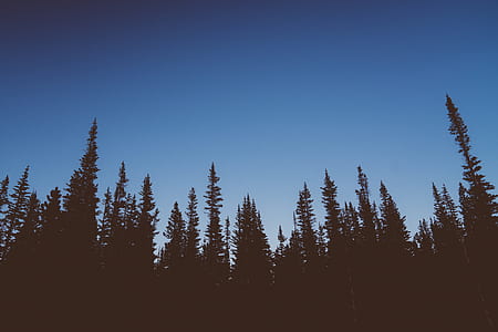 silhouette of trees thumbnail