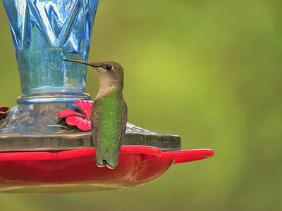 green and brown hummingbird drinking thumbnail