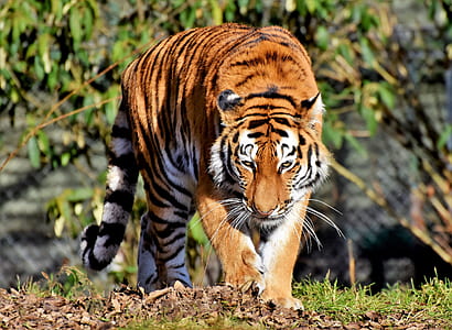 tiger walking near green plant thumbnail