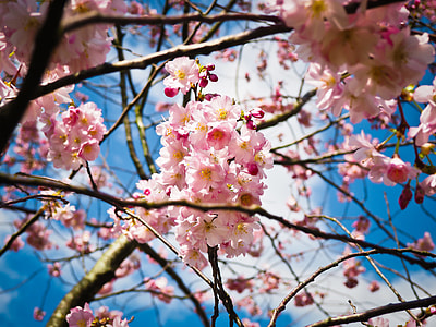 tilt-shift lens photo of pink petaled flowers thumbnail
