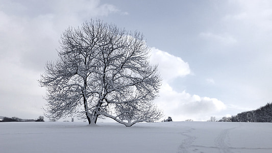 leafless tree covered with snow thumbnail