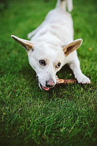 Dog playing with stick thumbnail