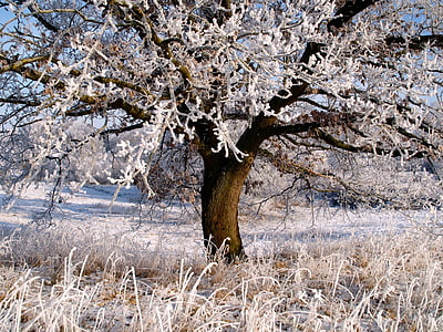 withered tree on grass field thumbnail