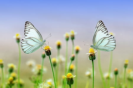 macro photography of two white butterflies perched on yellow petaled flower thumbnail