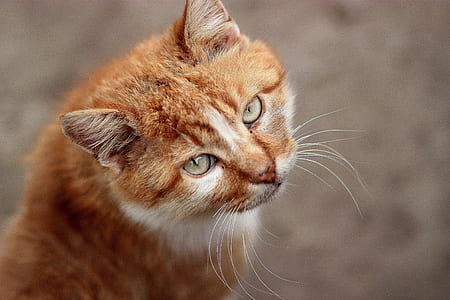 orange tabby cat looking at camera thumbnail
