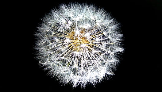 white dandelion flower close-up photogrpahy thumbnail