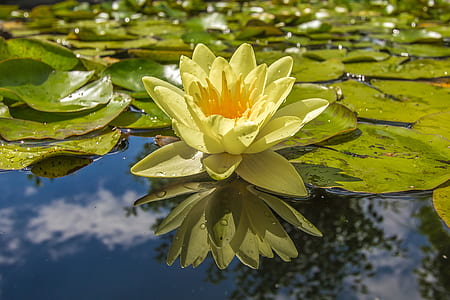 water lily in body of water during daytime thumbnail