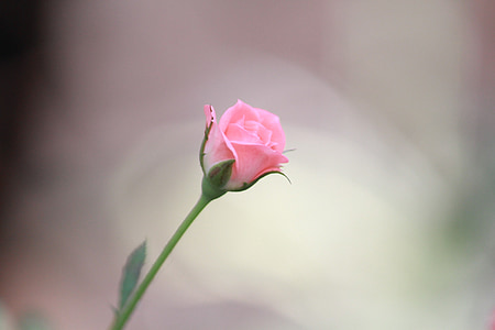 pink rose flower thumbnail