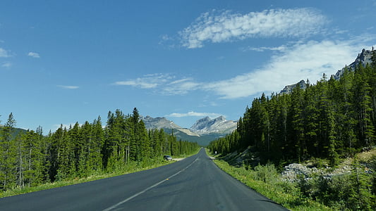 gray concrete roadway between green pine trees thumbnail