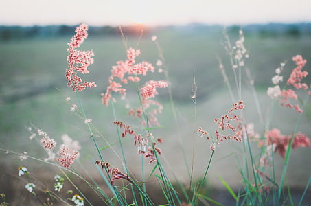 pink dandelion flowers thumbnail