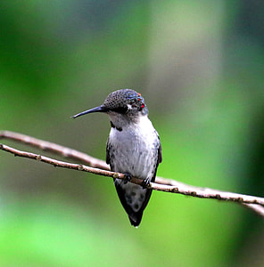 shallow focus photography of gray and black bird thumbnail