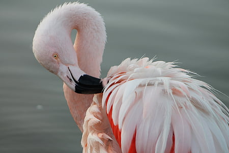 closeup photo of flamingo thumbnail