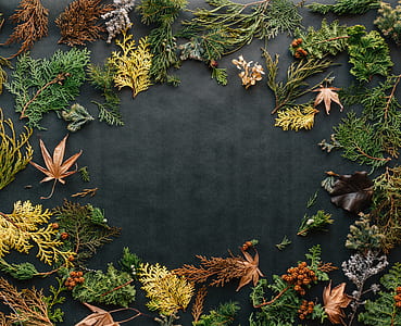 assorted-leaves on top of black textile thumbnail