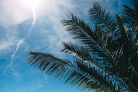 Green palm tree thumbnail