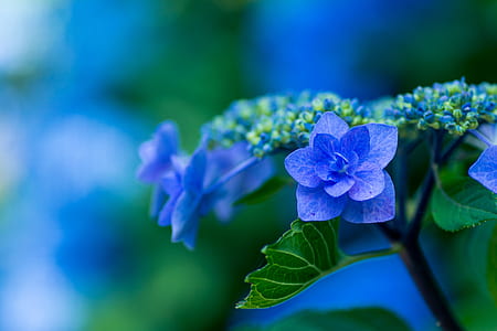 blue lacecap hydrangeas in bloom at daytime thumbnail