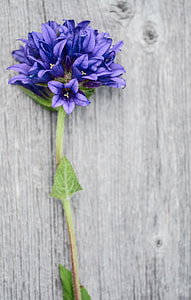 purple petaled flower on gray wooden surface thumbnail