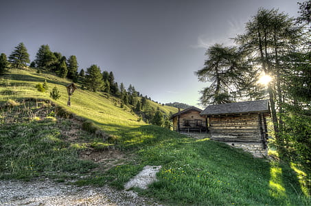 wood, dawn, landscape, nature thumbnail