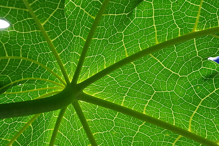 macro photography of green plant thumbnail