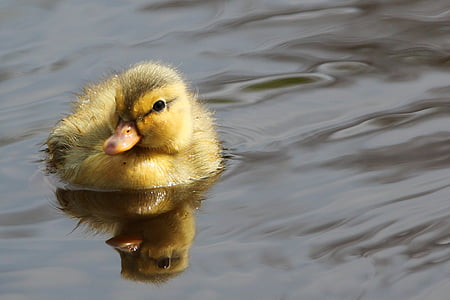 yellow duckling floating on body of water at daytime thumbnail