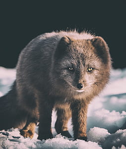 gray fox standing on snow thumbnail