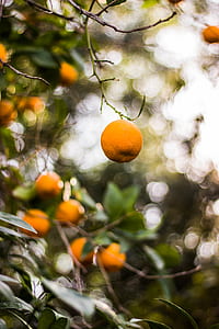 orange fruit thumbnail