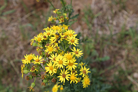Flowers, Yellow Flowers thumbnail