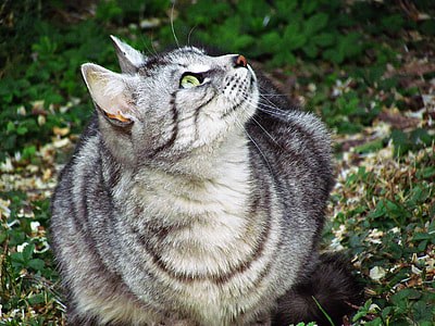 high-angle photography of gray tabby cat on grass field thumbnail