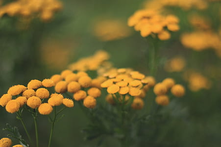 Selective-focus Photography of Yellow Flowers thumbnail