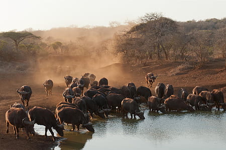 Buffalo in South Africa thumbnail