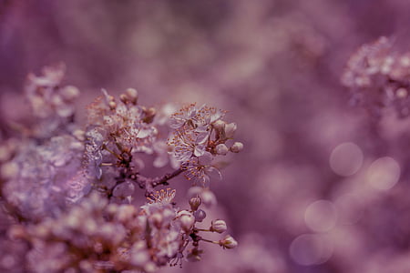 flowers, fruit tree, blood plum, spring, nature, tree thumbnail