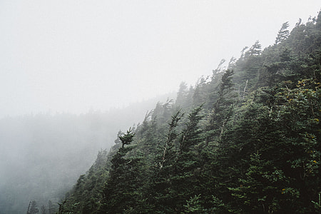 green trees with windy climate thumbnail
