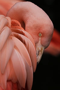 pink flamingo thumbnail