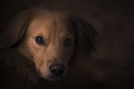 yellow Labrador retriever puppy thumbnail