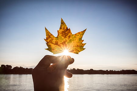 brown maple leaf thumbnail