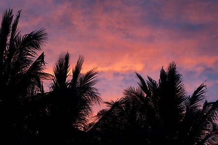 silhouette photography of palm tree thumbnail